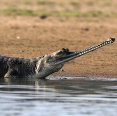 CROCODILE.     GHARIAL. fisheating.JPG