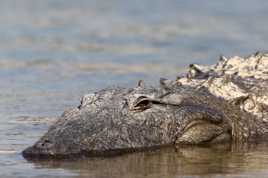 CROCODILE...  MARCH MUGGER.JPG