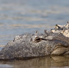 CROCODILE...  MARCH MUGGER.JPG