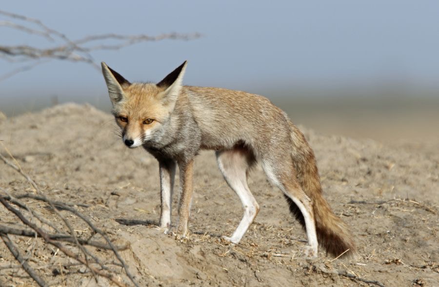FOX.       DESERT.JPG