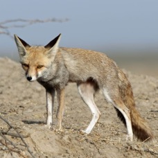 FOX.       DESERT.JPG