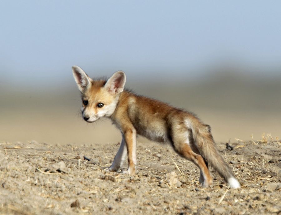 FOX..      DESERT  cub.JPG
