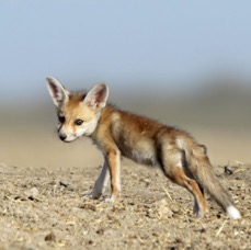 FOX..      DESERT  cub.JPG