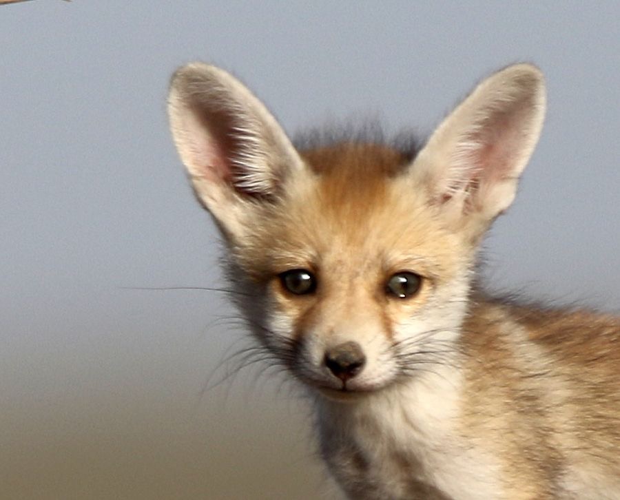 FOX..      DESERT.  cub.JPG