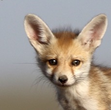 FOX..      DESERT.  cub.JPG