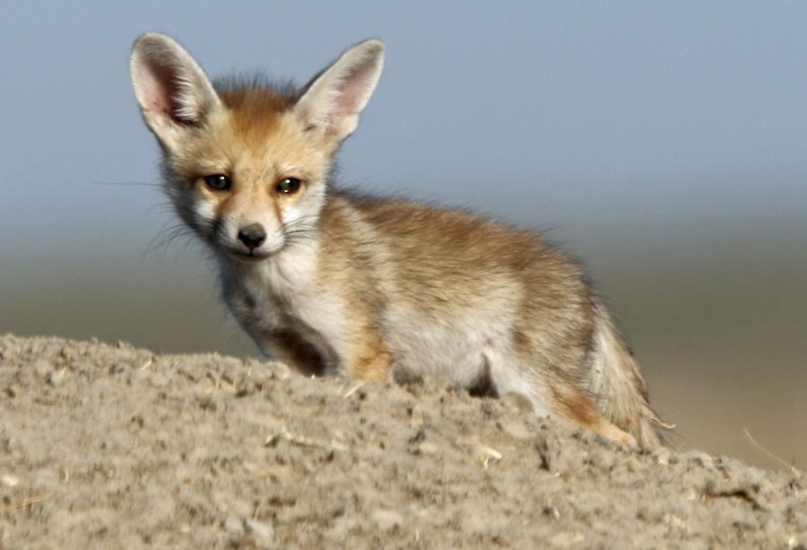 FOX..      DESERT..  cub.JPG