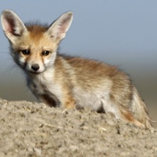 FOX..      DESERT..  cub.JPG