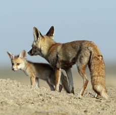 FOX...  DESERT.  mother & cub.JPG