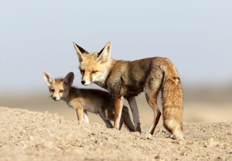 FOX....DESERT.. mother & cub.JPG