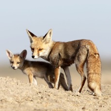 FOX....DESERT.. mother & cub.JPG