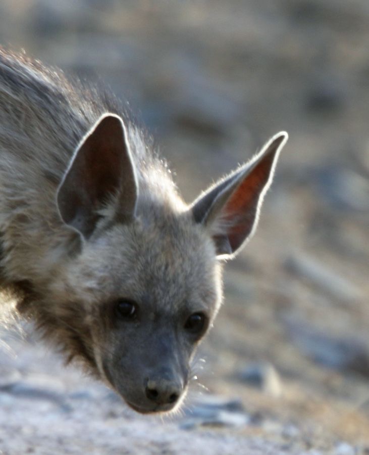 HYENA.      STRIPED     headshot.JPG