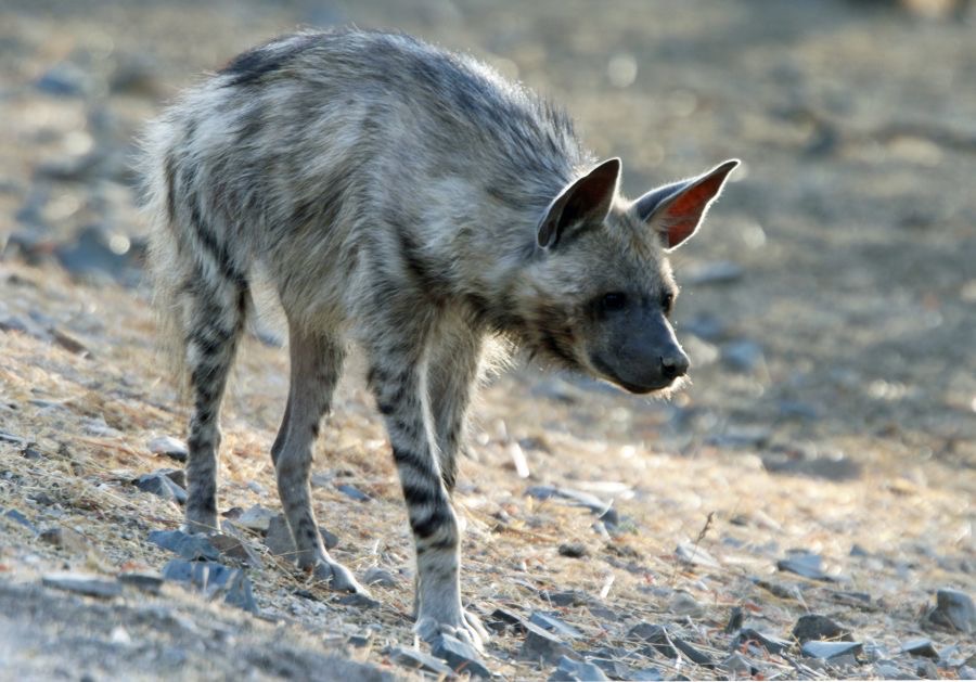 HYENA..    STRIPED  female.JPG