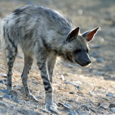 HYENA..    STRIPED  female.JPG