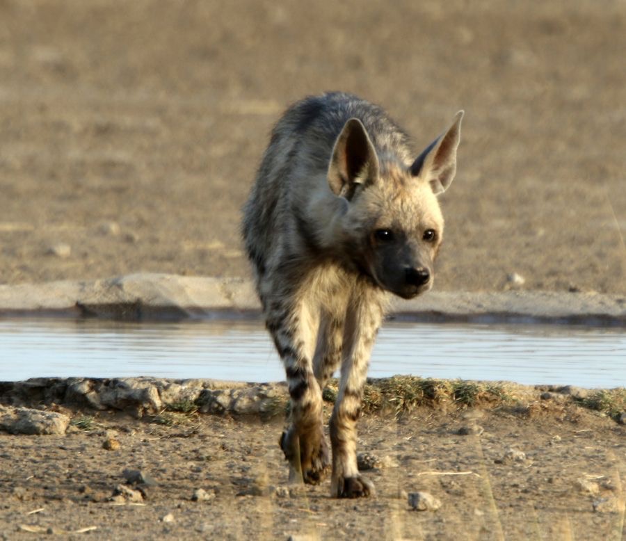 HYENA...    STRIPED female after drinking.JPG