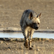 HYENA...    STRIPED female after drinking.JPG