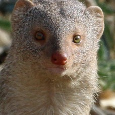 MONGOOSE.  INDIAN GREY.  headshot.JPG