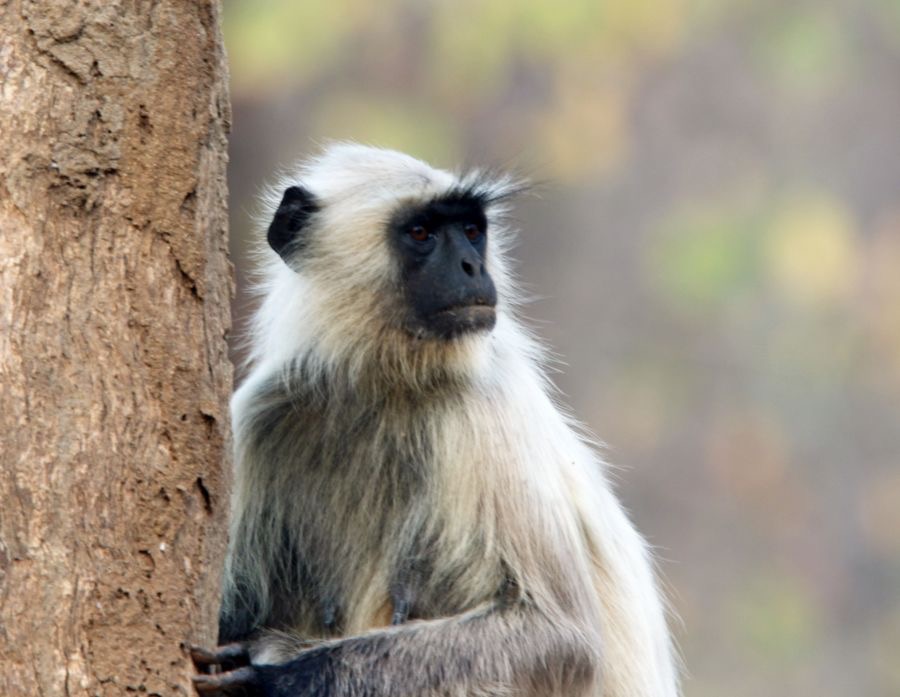 MONKEY LANGUR  NORTHERN PLAINS. adult.JPG