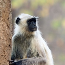 MONKEY LANGUR  NORTHERN PLAINS. adult.JPG