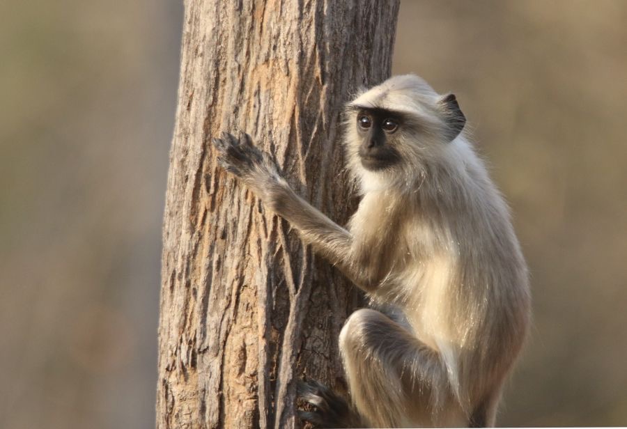 MONKEY.  LANGUR.  NORTHERN PLAINS.JPG