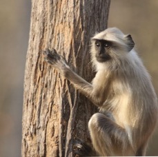MONKEY.  LANGUR.  NORTHERN PLAINS.JPG