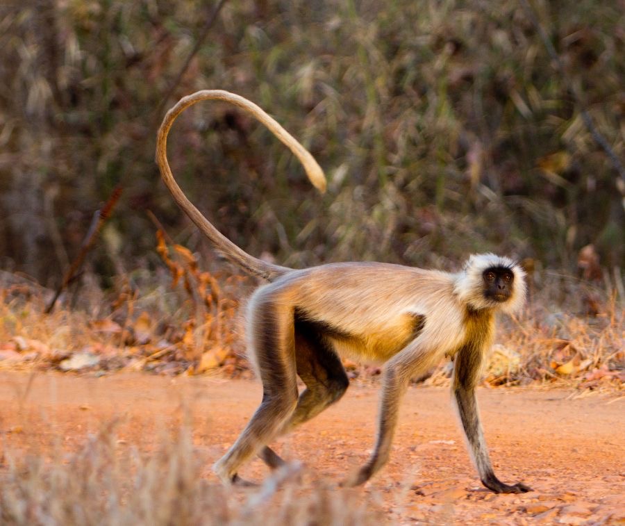 MONKEY.. LANGUR.. NORTHERN PLAINSwalking.JPG
