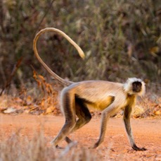 MONKEY.. LANGUR.. NORTHERN PLAINSwalking.JPG