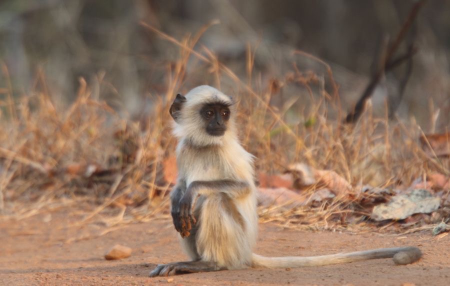 MONKEY... LANGUR  NORTHERN PLAINS young.JPG