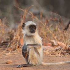 MONKEY... LANGUR  NORTHERN PLAINS young.JPG
