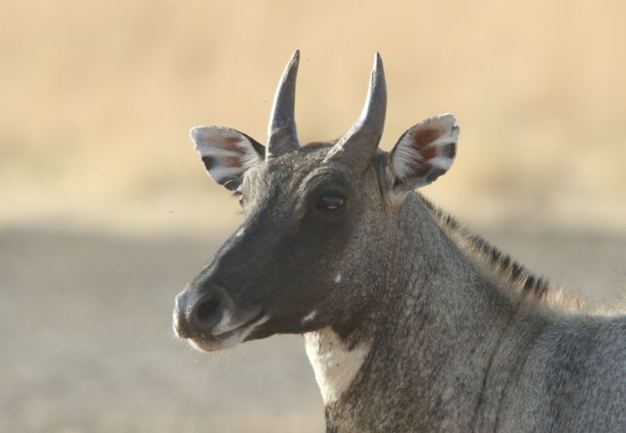 NILGAI.    male  headshot.JPG