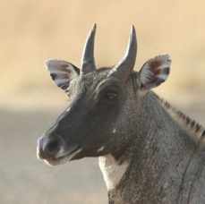 NILGAI.    male  headshot.JPG