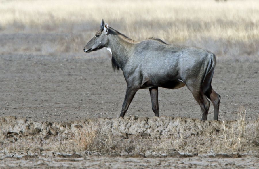 NILGAI..     male.JPG