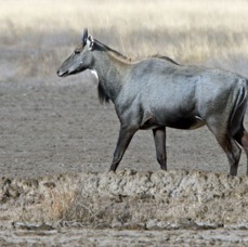 NILGAI..     male.JPG
