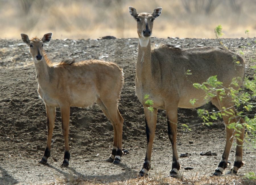 NILGAI...   females.JPG