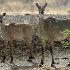NILGAI...   females.JPG