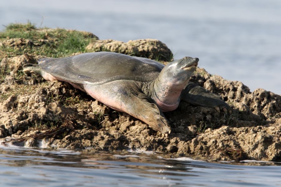 TURTLE       INDIAN  SOFTSHELL.JPG