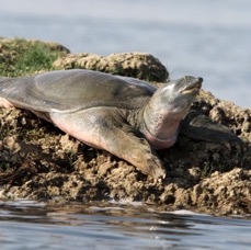 TURTLE       INDIAN  SOFTSHELL.JPG