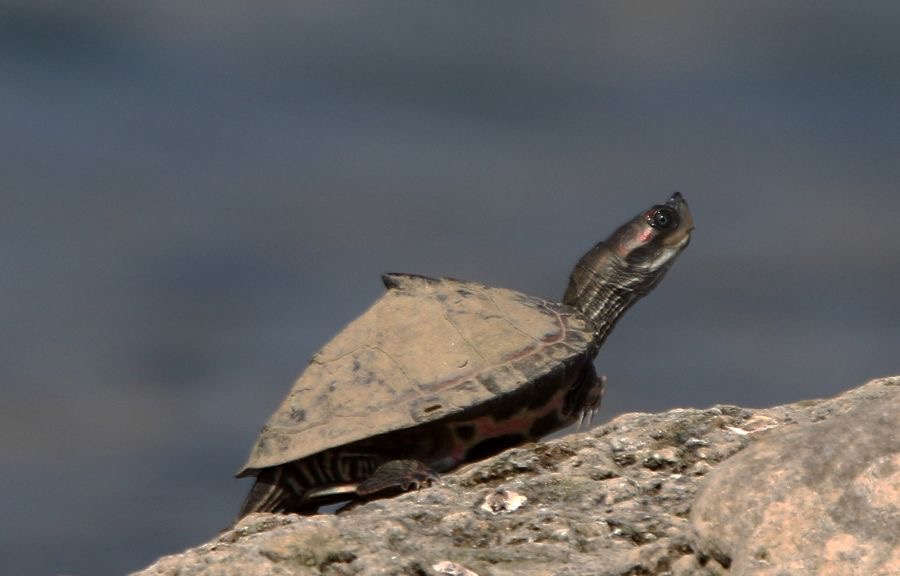 TURTLE...   INDIAN  TENT.JPG
