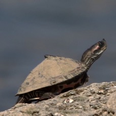TURTLE...   INDIAN  TENT.JPG