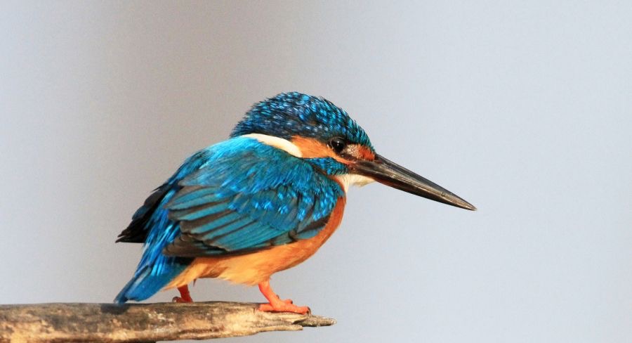 1.  KINGFISHER  COMMON        SRI_LANKA  ASIA.jpg