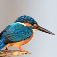 1.  KINGFISHER  COMMON        SRI_LANKA  ASIA.jpg