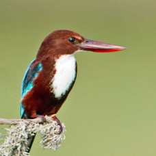 2.    KINGFISHER.. .WHITE  THROATED      SRI-LANKA  ASIA.JPG