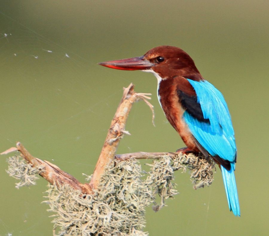 3.  KINGFISHER..  WHITE THROATED SRI-LANKA  ASIA.jpg