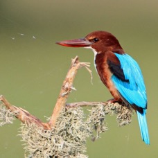 3.  KINGFISHER..  WHITE THROATED SRI-LANKA  ASIA.jpg