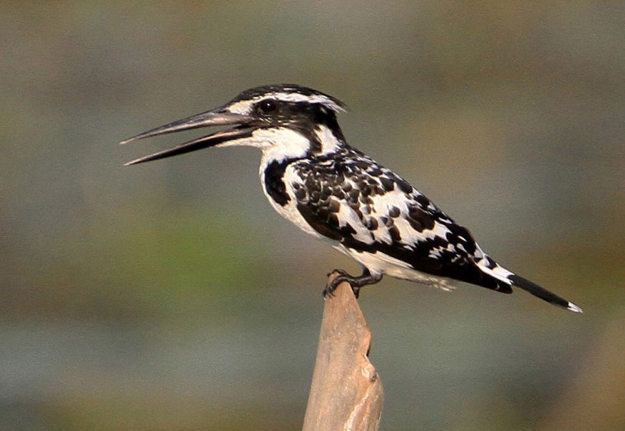 5.  KINGFISHER..    PIED                 SRI-LANKA. ASIA.jpg