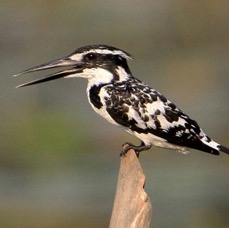 5.  KINGFISHER..    PIED                 SRI-LANKA. ASIA.jpg