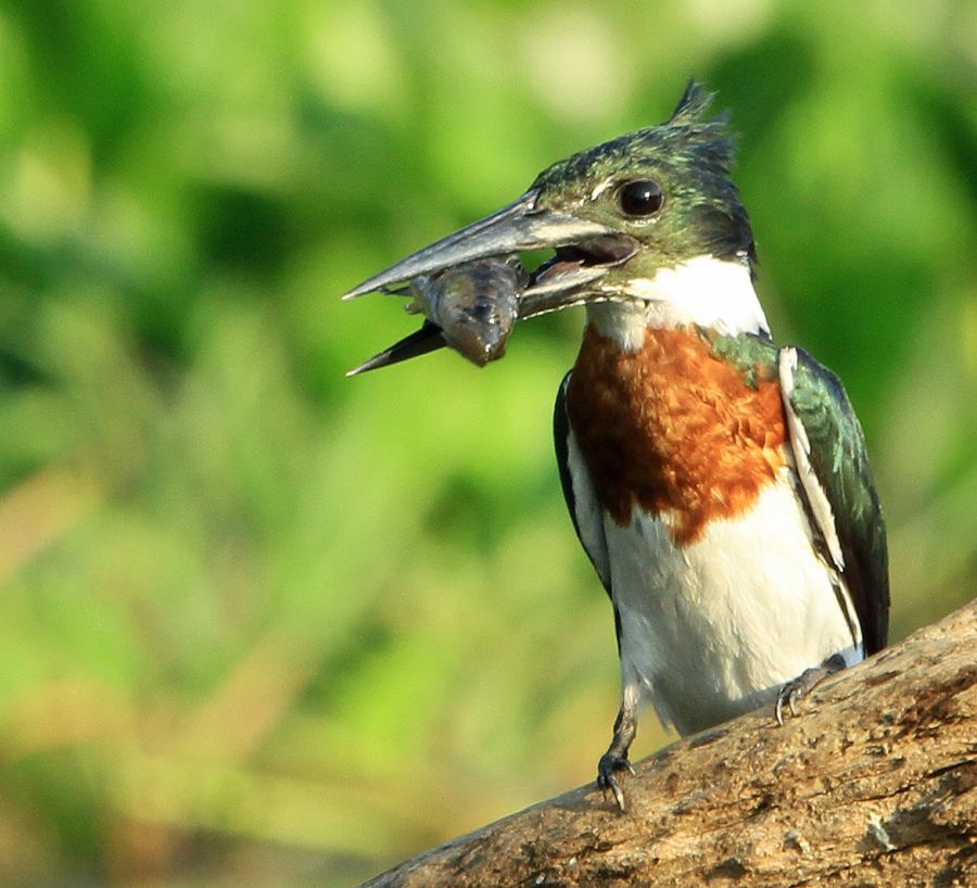 6.  KINGFISHER   AMAZON. male  with fish      BRAZIL  S.AM..jpg
