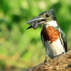 6.  KINGFISHER   AMAZON. male  with fish      BRAZIL  S.AM..jpg