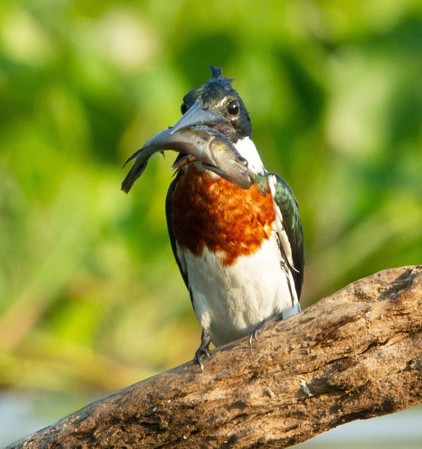 7.  KINGFISHER AMAZON. male  with fish      BRAZIL  S.AM..jpg