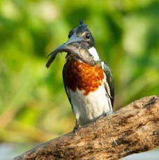 7.  KINGFISHER AMAZON. male  with fish      BRAZIL  S.AM..jpg