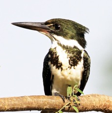 8.  KINGFISHER,,        AMAZON      female        BRAZIL  S.AM..jpg